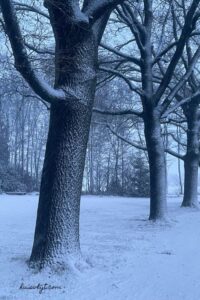 sneeuw landschap