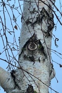 alziend oog