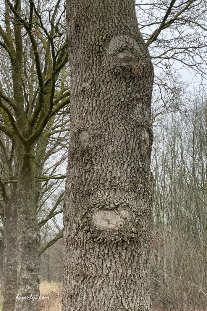 boomgezichten Dendropareidolia