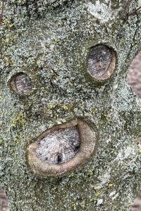 gezicht boom