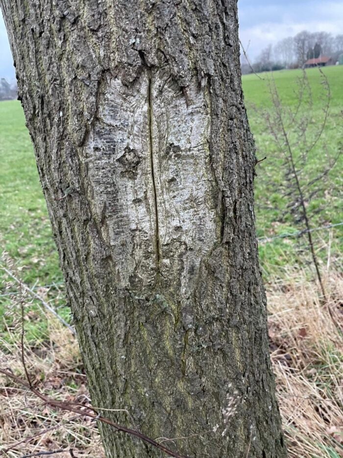 gezicht in boom zien