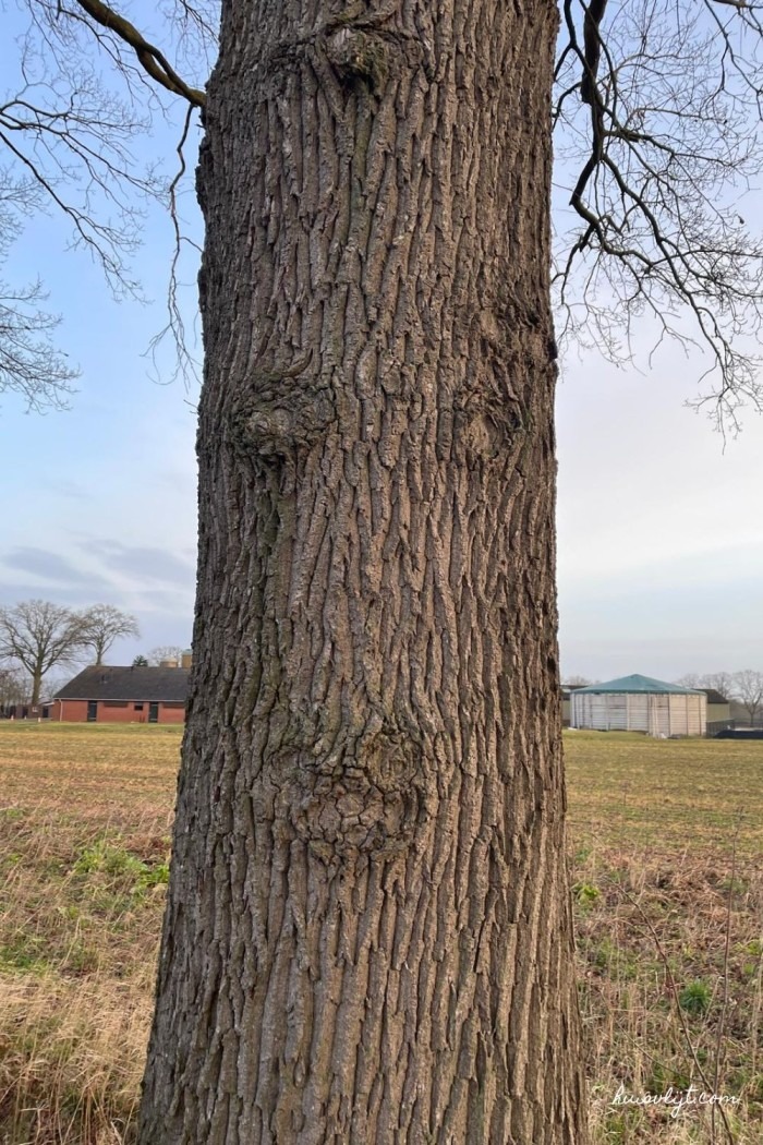 gezicht op boom