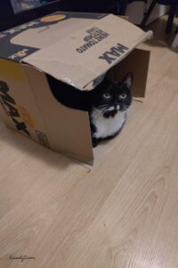 kat in doos