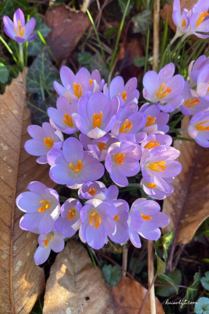 Ik zie krokussen! + Krokus Outfit (wat een krokus kan, kan ik ook) 3 paarse krokus