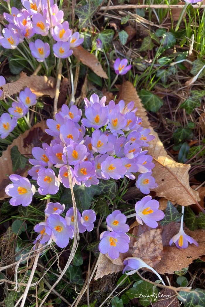 Ik zie krokussen! + Krokus Outfit (wat een krokus kan, kan ik ook) 2 paarse krokussen