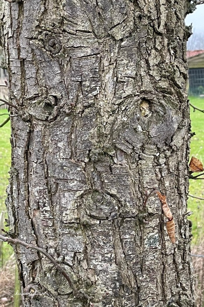 tree faces