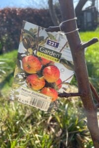 boom planten in tuin