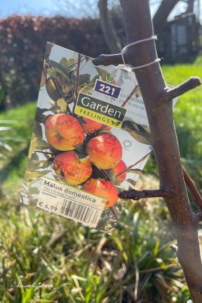 boom planten in tuin