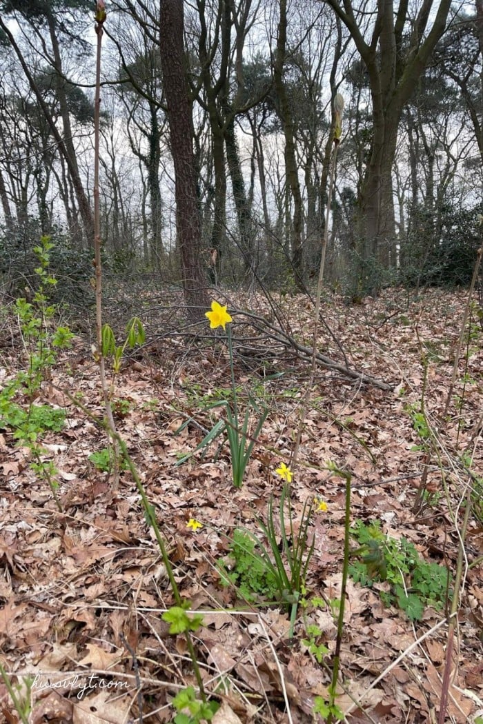Witte Narcis in het bos 3 gele narcissen
