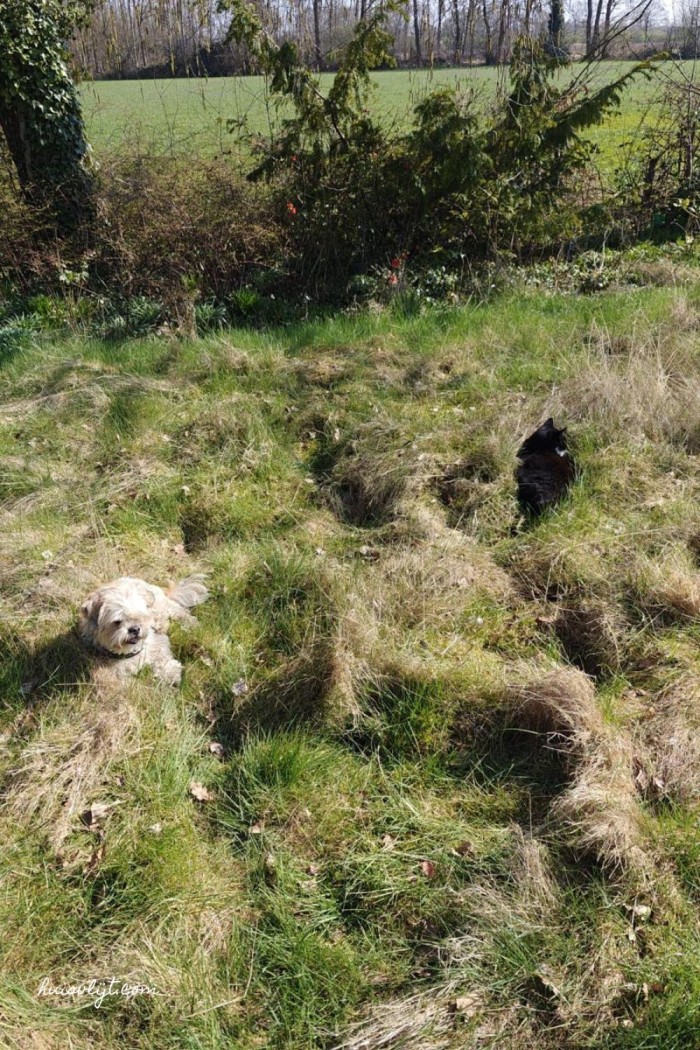 hond en kat
