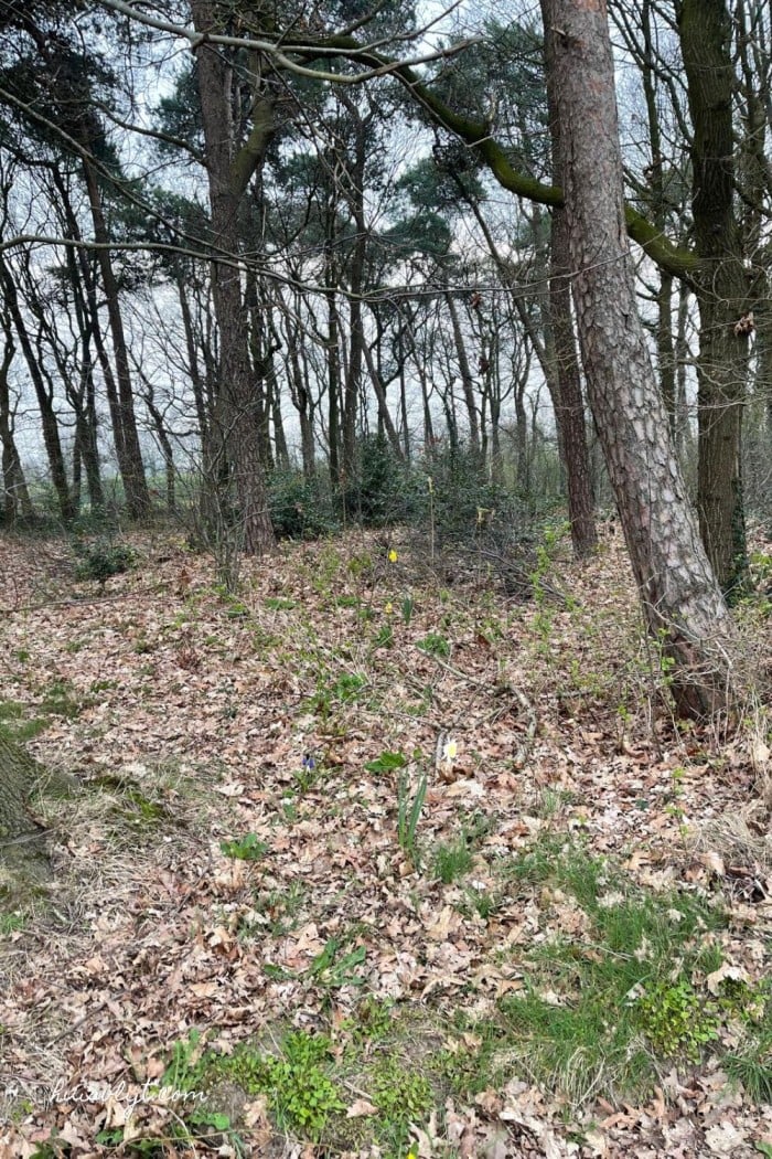 Witte Narcis in het bos 1 narcis in bos