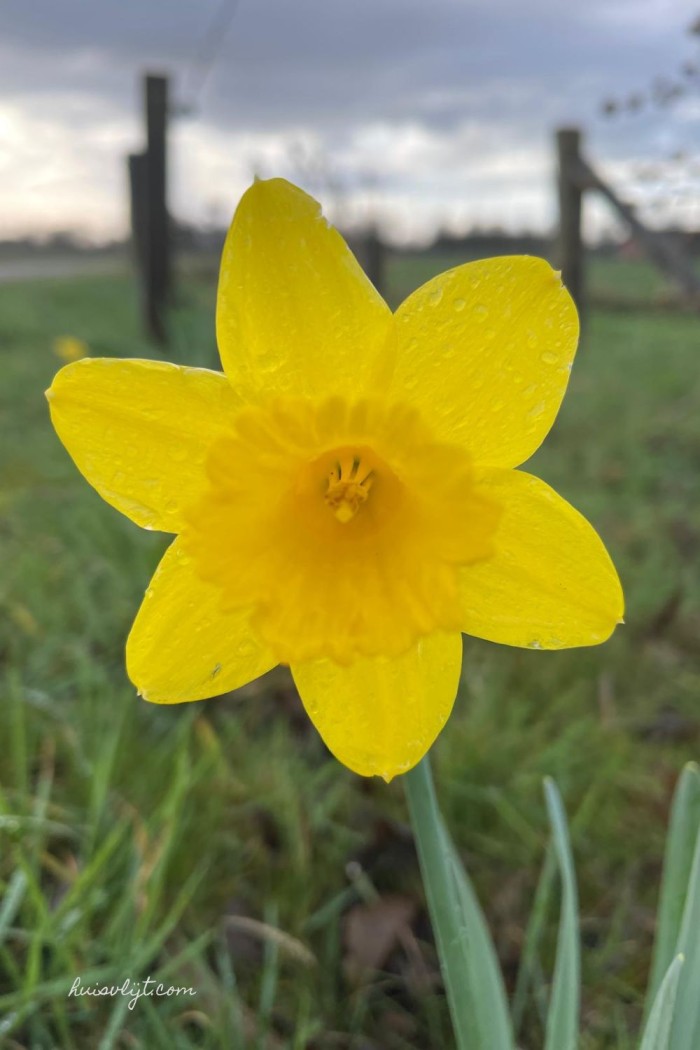 narcis