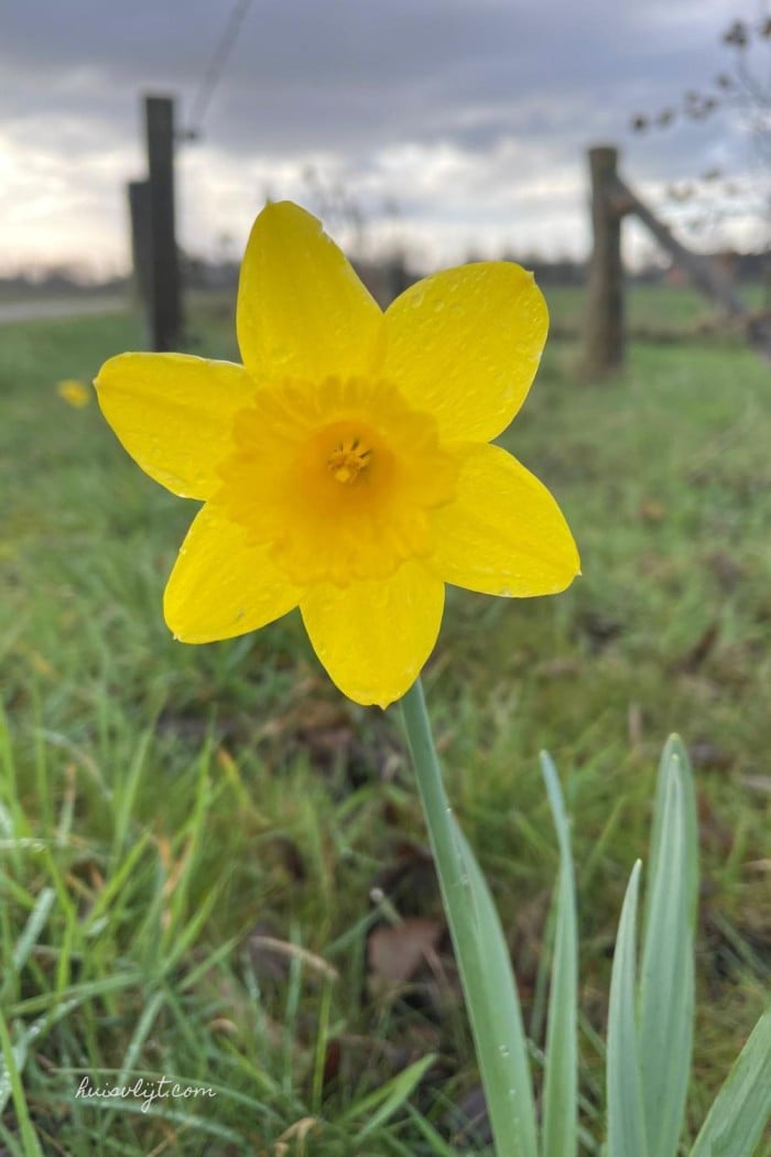narcissus flower