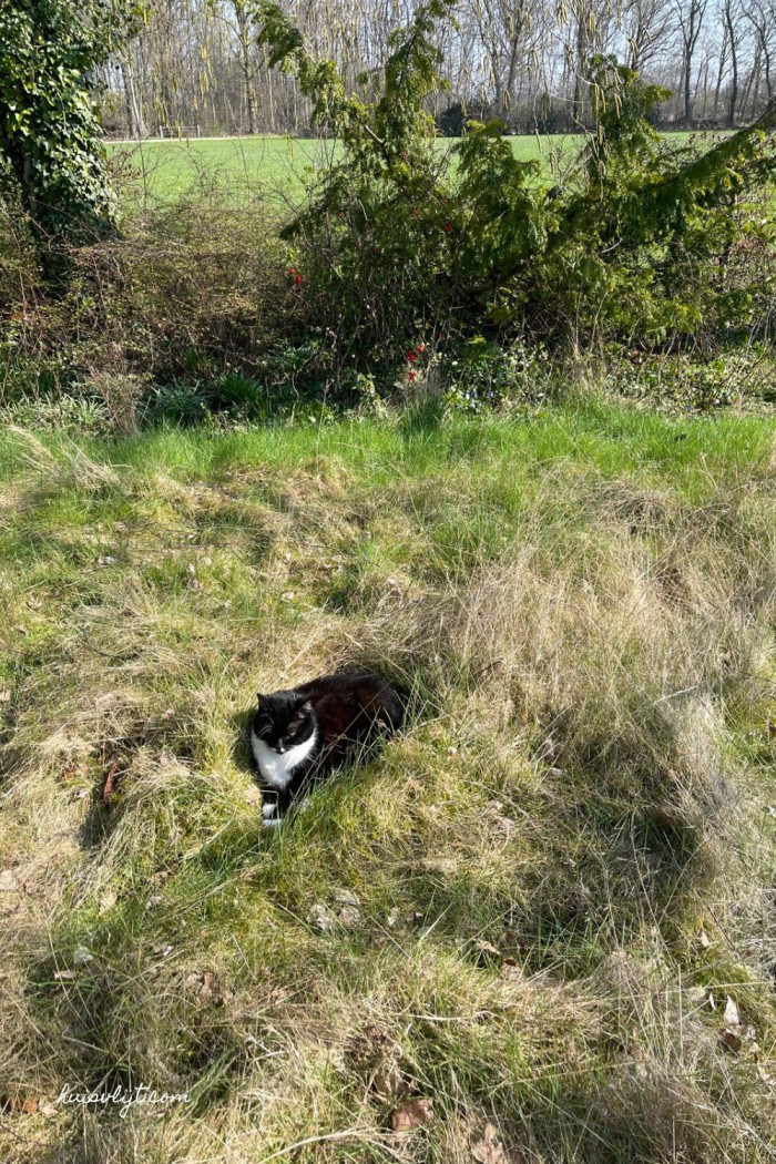 natuurlijke tuin poes