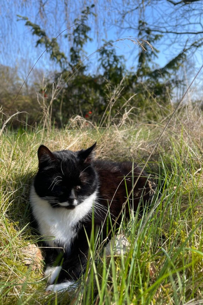 natuurlijke tuin