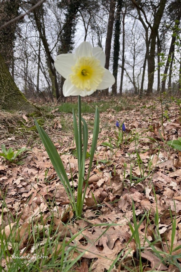 Witte Narcis in het bos 2 witte narcis