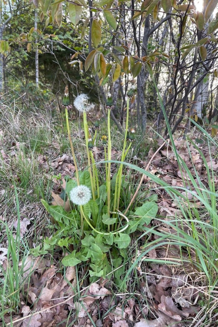 uitgebloeide paardebloemen