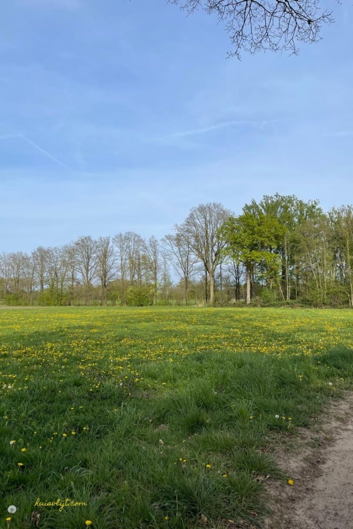 veld met paardenbloemen
