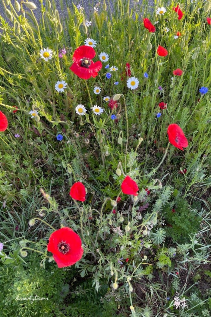 Bermbloemen: kleurrijke natuur langs de weg 🌼 2 berm met bloemen