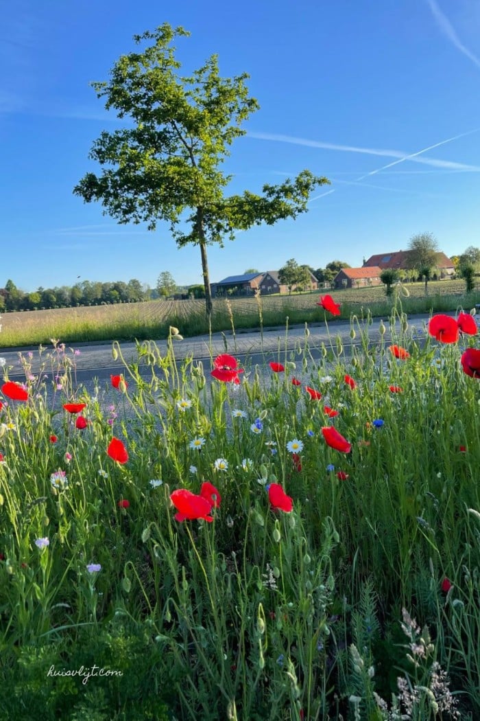 Bermbloemen: kleurrijke natuur langs de weg 🌼 1 bermbloemen