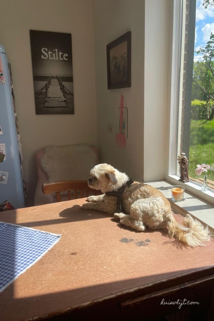 De hond op tafel?! Wat huisdieren ons kunnen leren over ontspannen 3 hond op tafel