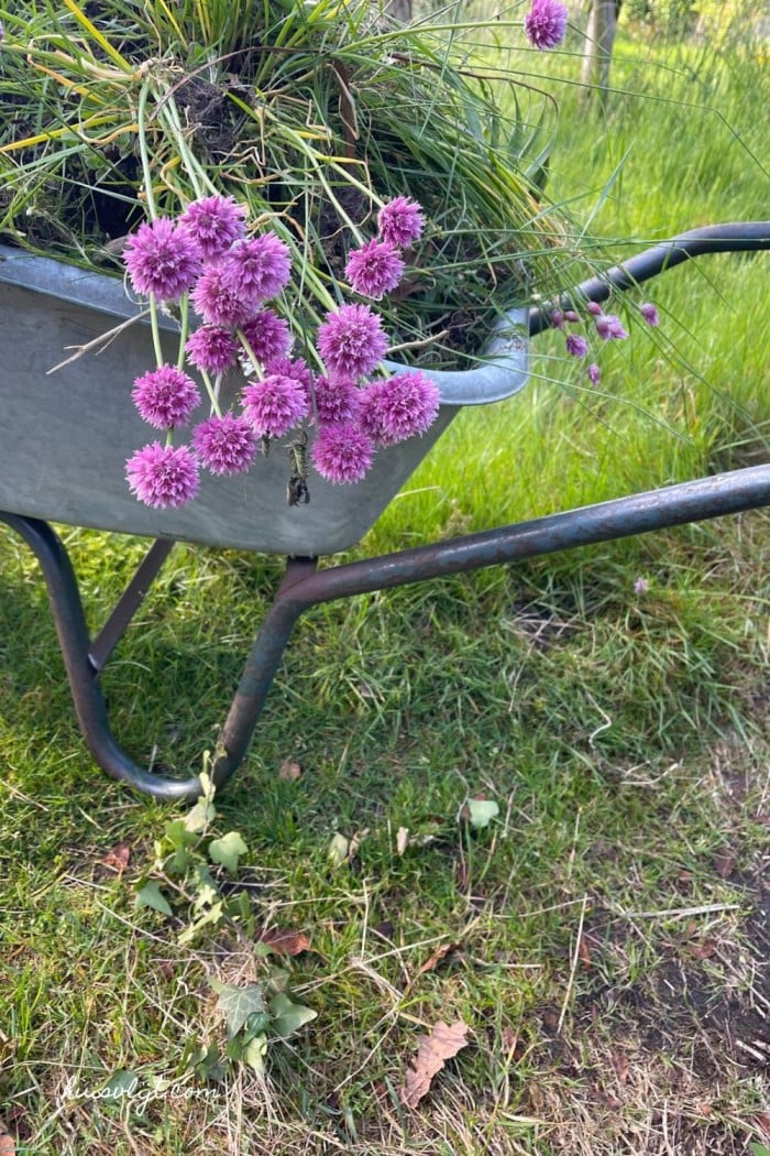 kruiwagen met paarse bloemen