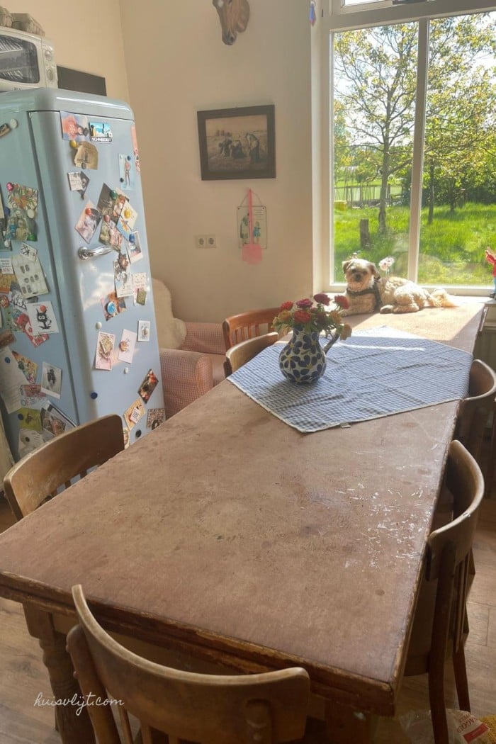 De hond op tafel?! Wat huisdieren ons kunnen leren over ontspannen 1 shitsu dog