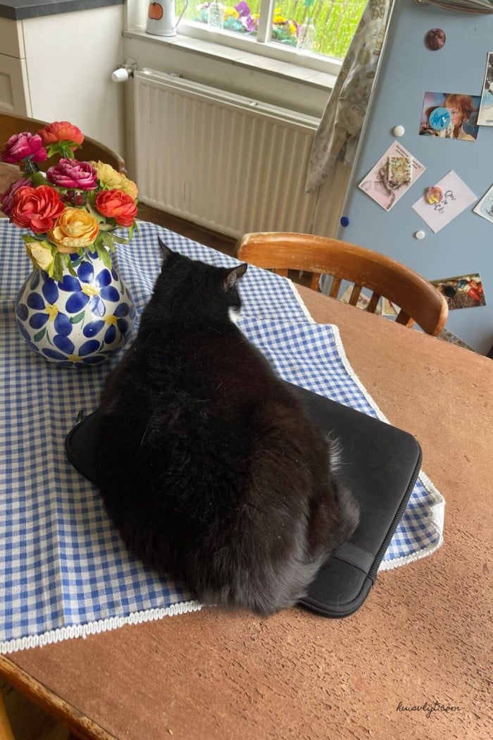 zwarte kat