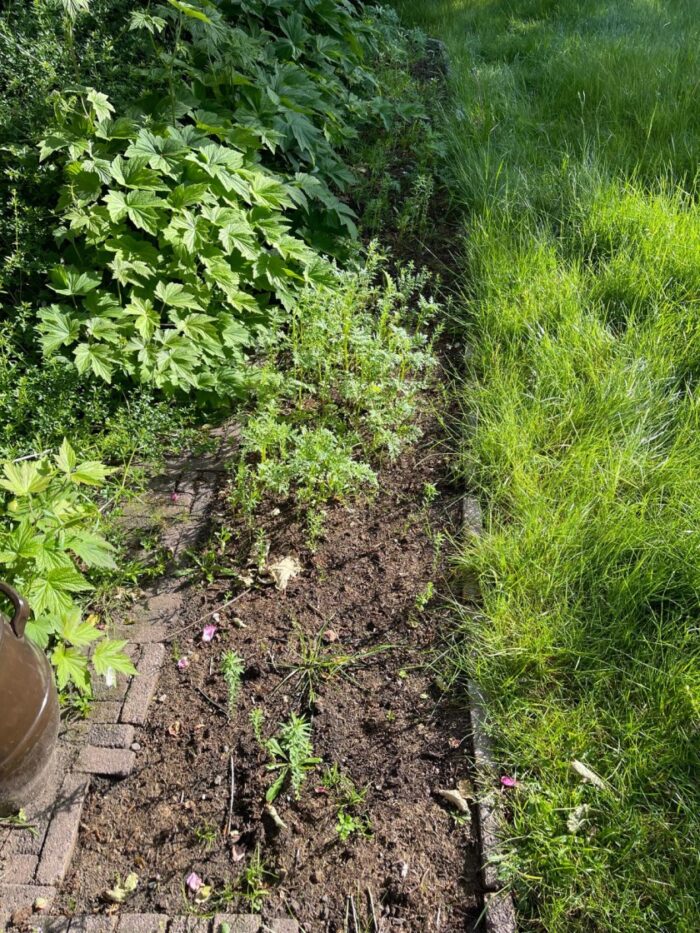 Action bloemenzaad getest: mijn ervaring met Seed Shaker na 3 maanden 4 action bloemenzaad
