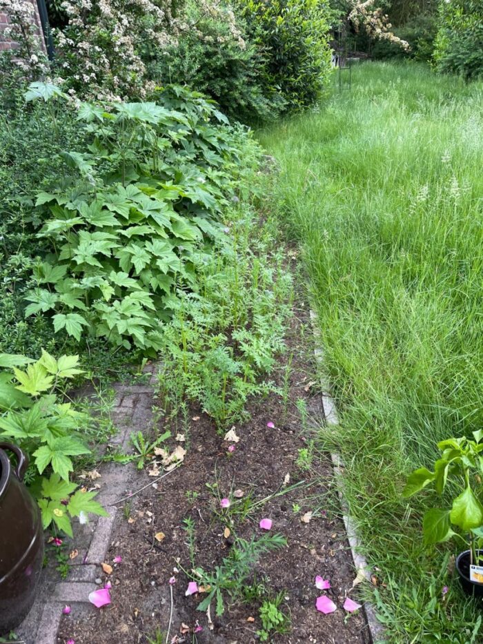 Action bloemenzaad getest: mijn ervaring met Seed Shaker na 3 maanden 5 bloemenzaad action