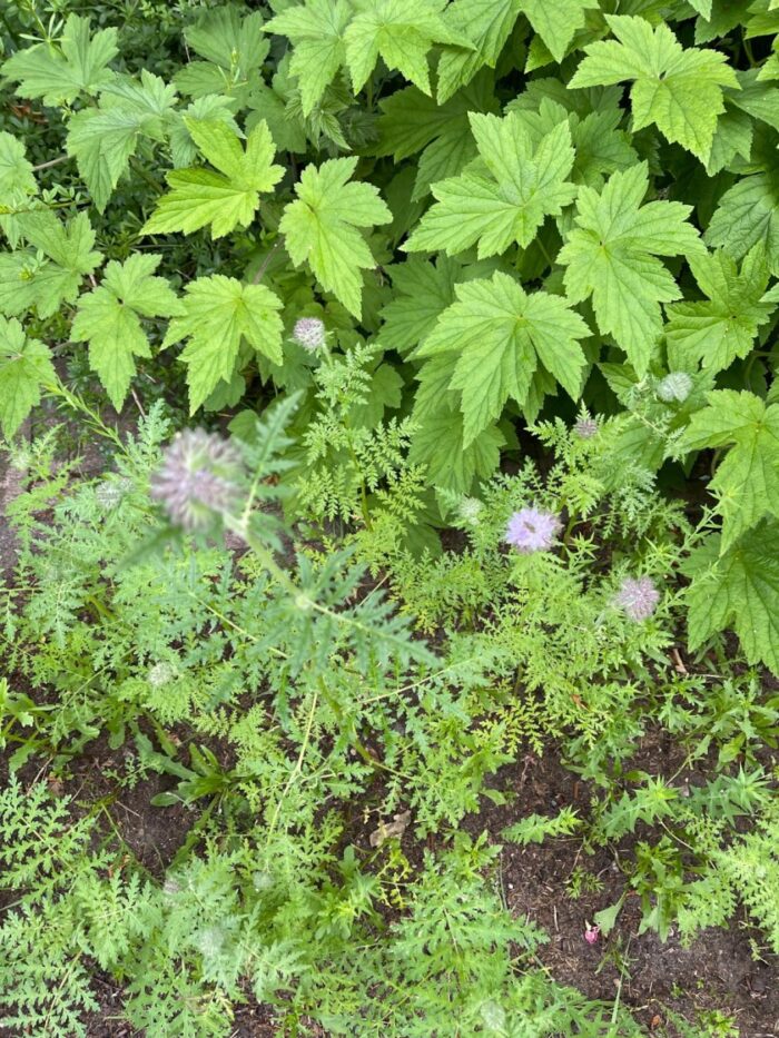 Action bloemenzaad getest: mijn ervaring met Seed Shaker na 3 maanden 6 bloemzaad