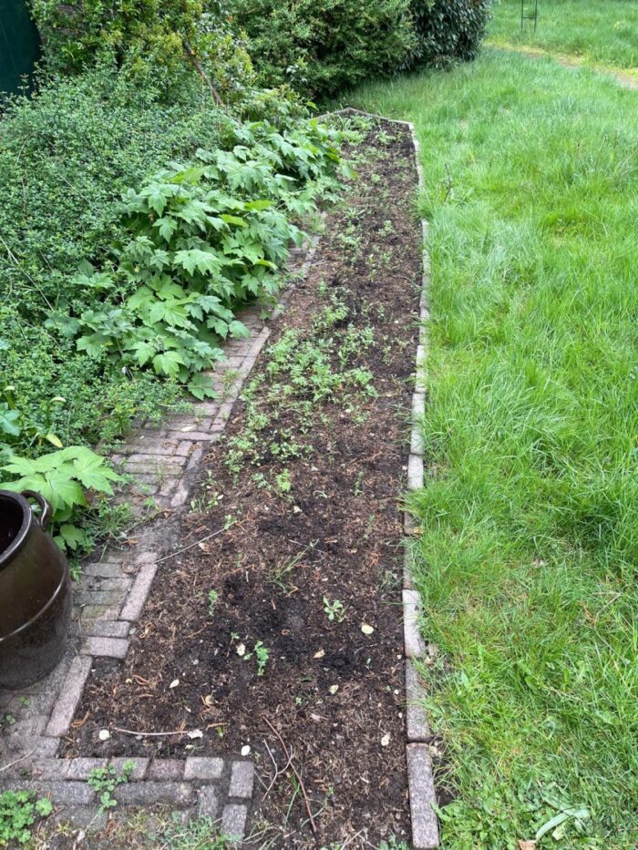 Action bloemenzaad getest: mijn ervaring met Seed Shaker na 3 maanden 3 tuin border