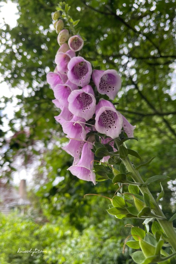 vingerhoedskruid
