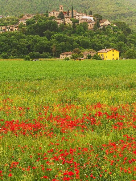 poppies