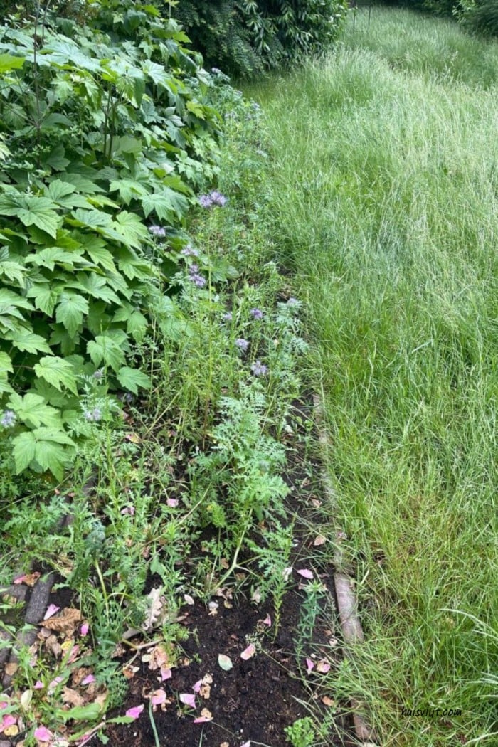 Action bloemenzaad getest: mijn ervaring met Seed Shaker na 3 maanden 7 action bloemenmengsel