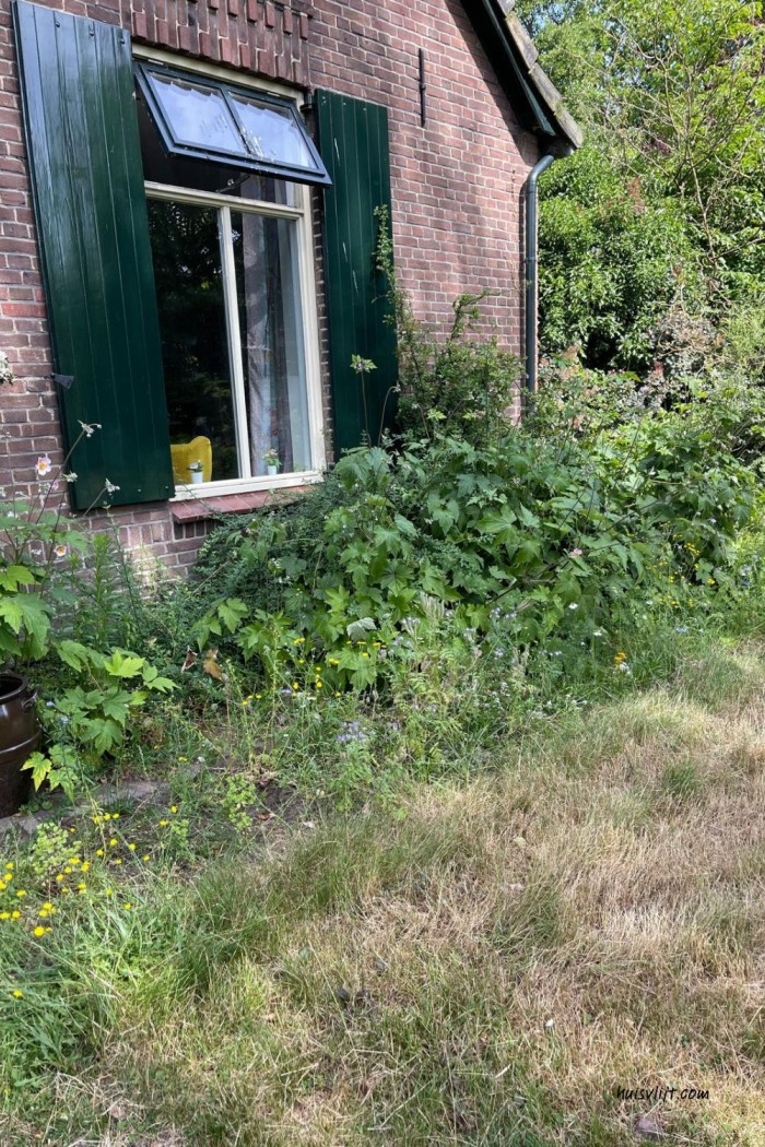 Action bloemenzaad getest: mijn ervaring met Seed Shaker na 3 maanden 8 action bloemenweide