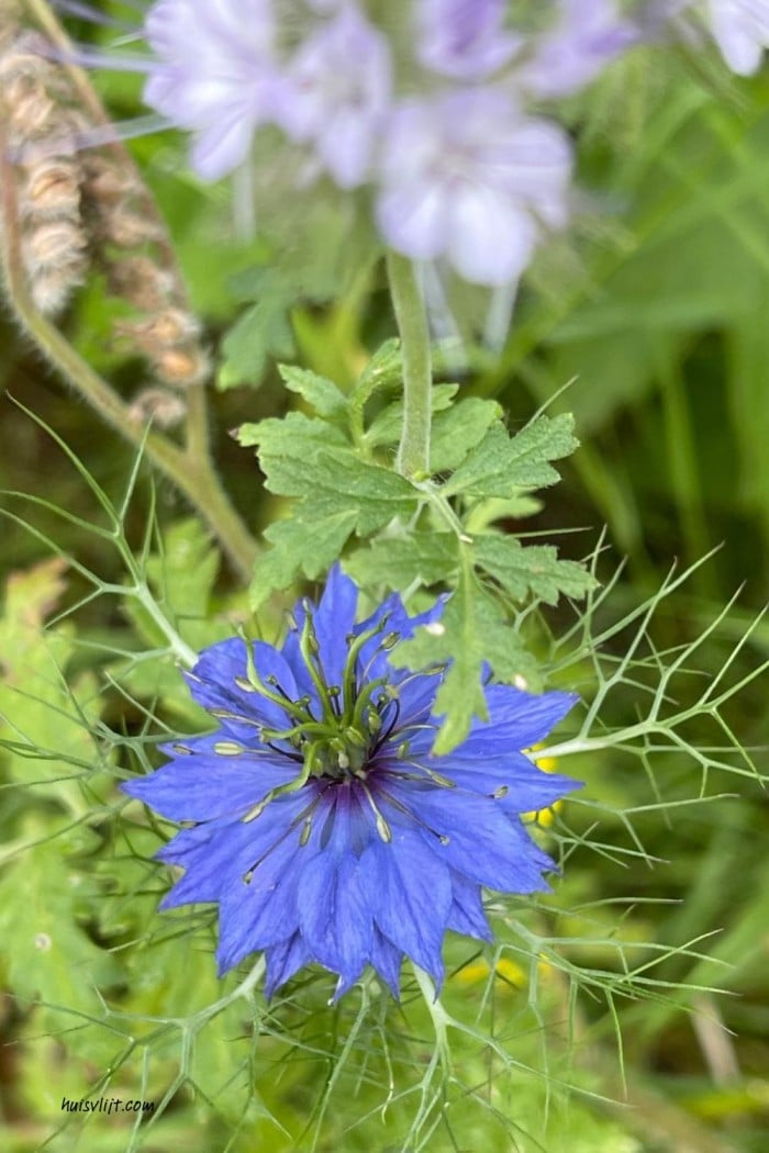 Action bloemenzaad getest: mijn ervaring met Seed Shaker na 3 maanden 12 blauwe tuinbloemen