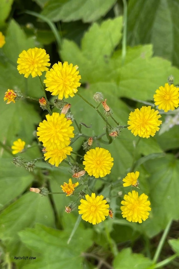 Action bloemenzaad getest: mijn ervaring met Seed Shaker na 3 maanden 14 gele tuinbloemen