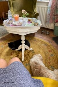leven als kat en hond