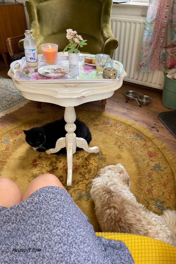 leven als kat en hond