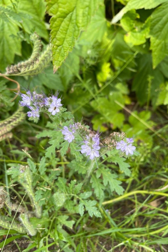 Action bloemenzaad getest: mijn ervaring met Seed Shaker na 3 maanden 10 lila tuinbloemen