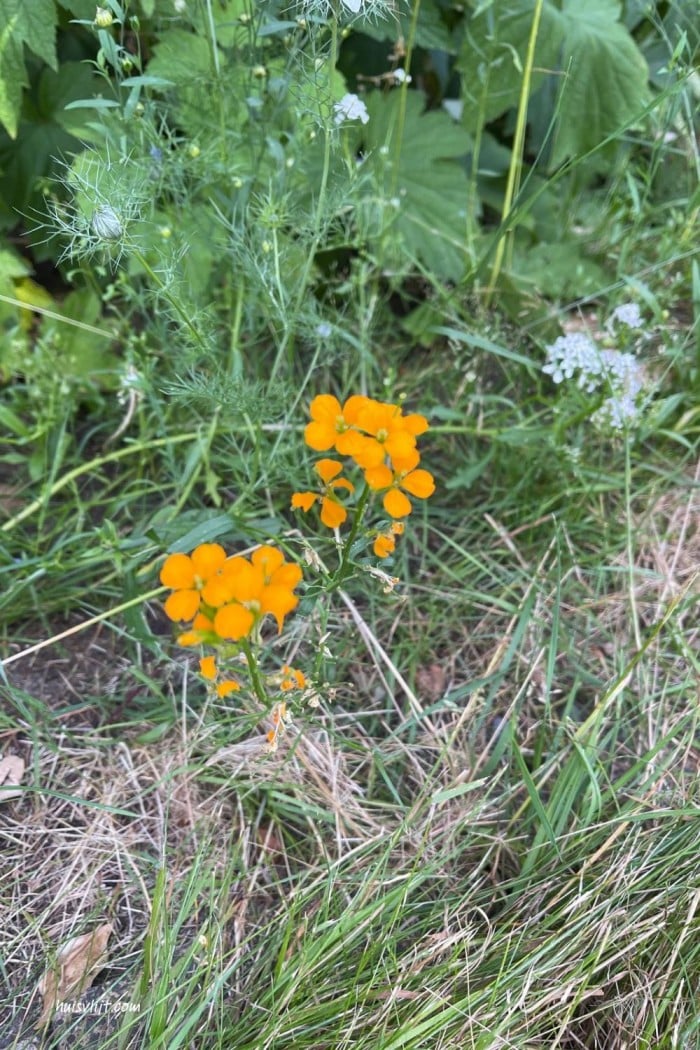 Action bloemenzaad getest: mijn ervaring met Seed Shaker na 3 maanden 11 oranje tuinbloemen