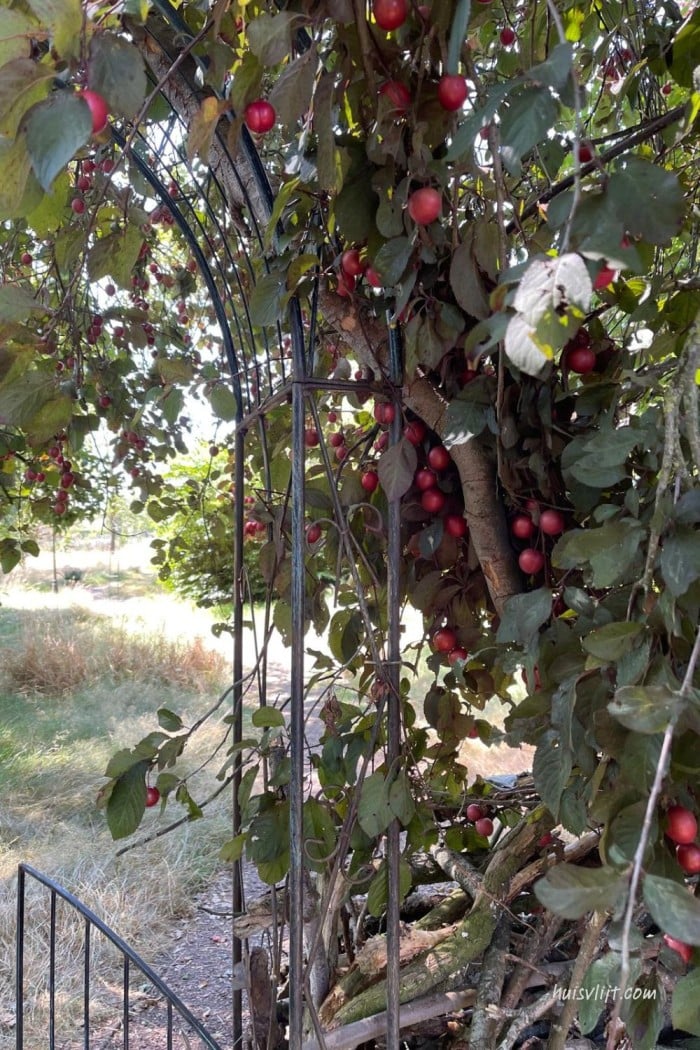 Rozenboog in de tuin: een sprookjesachtige entree (met 'kersen') 2 rozenboog tuin