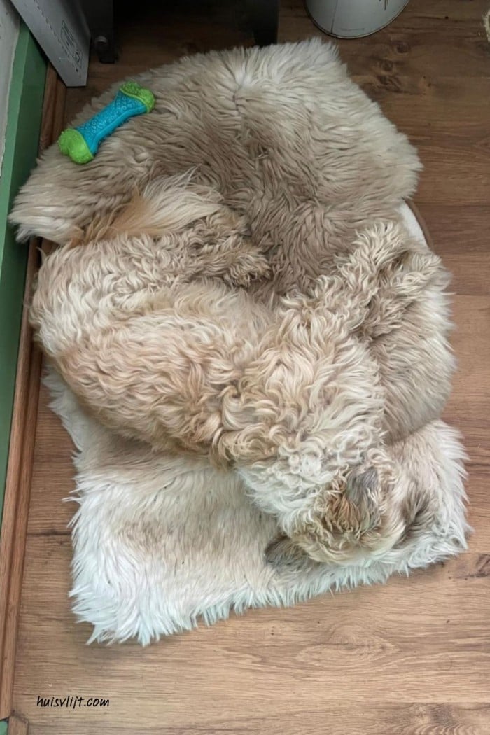 Zoek de hond 1 shih tzu hond