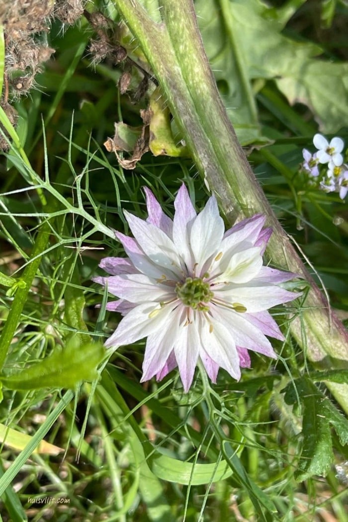 Action bloemenzaad getest: mijn ervaring met Seed Shaker na 3 maanden 13 stervormige bloem