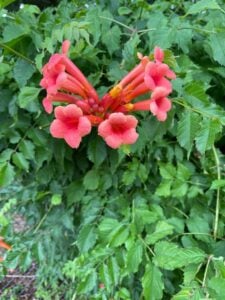 trompet bloemen