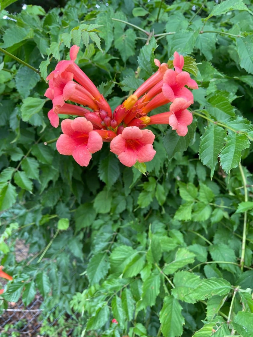 Trompet bloemen veroorzaken een oorwurm! 1 trompet bloemen