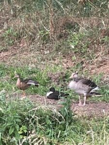 watervogels