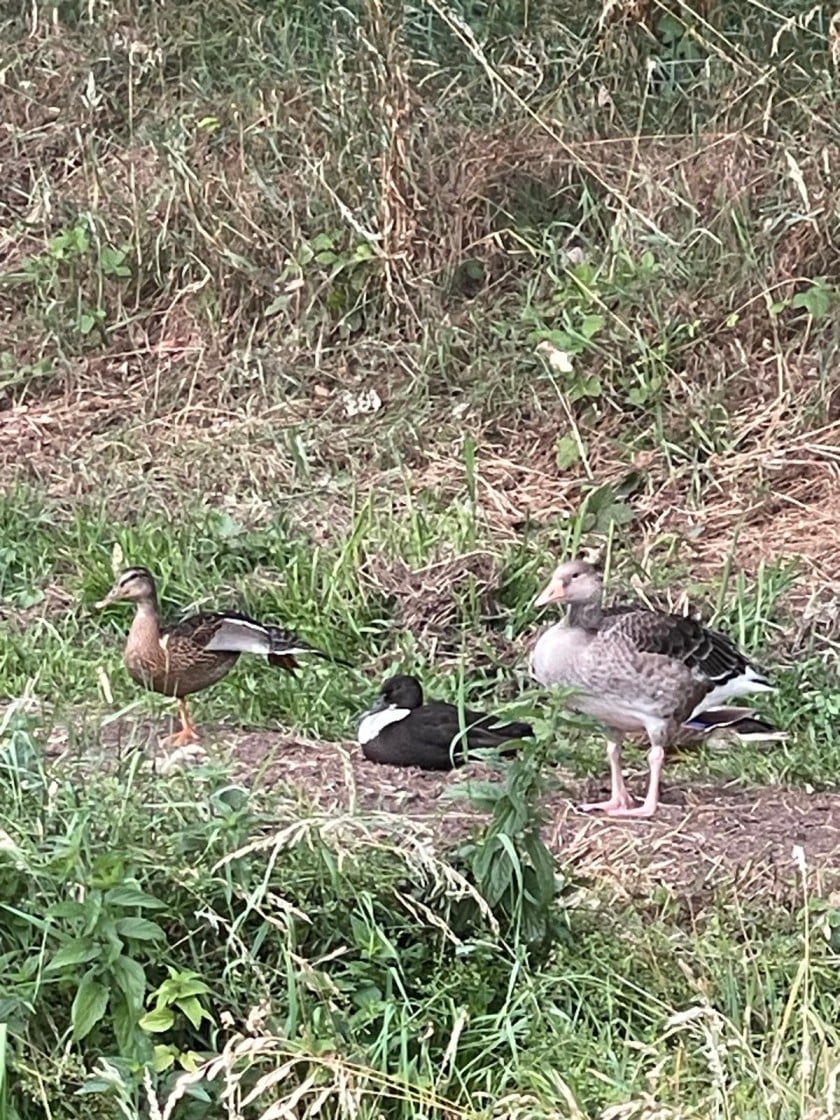 watervogels