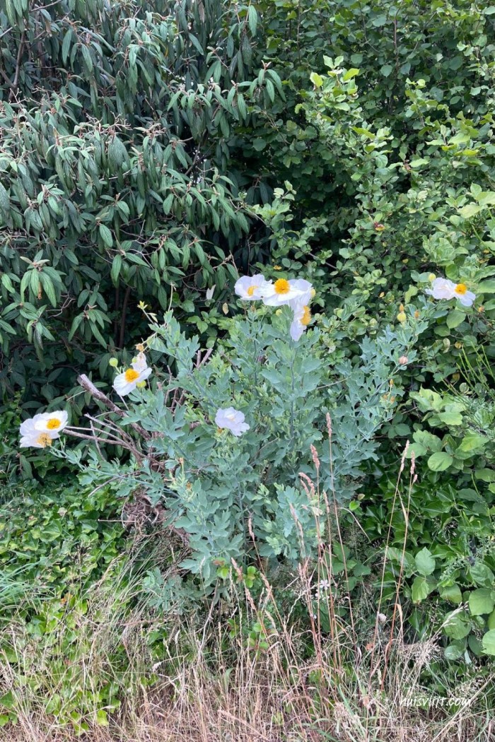 witte bloem met geel hart
